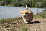 CORGI PEMBROKE 732
